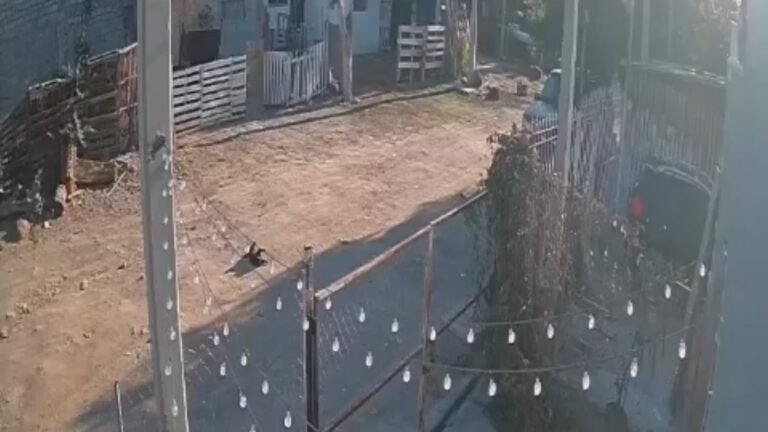 Gatito es atacado con rifle de balines en Las Cañas; lo dejaron sin poder caminar 